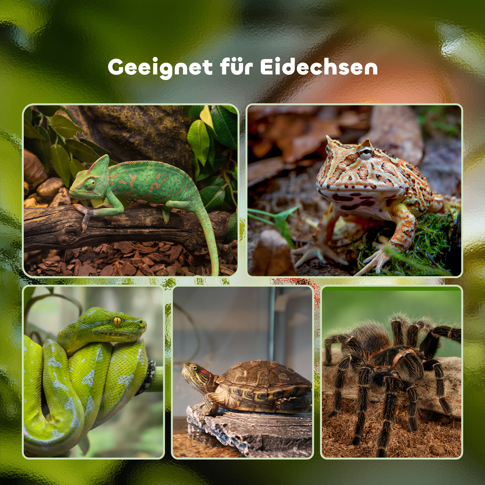 Reptilienbox Terrarium, inkl. Streifenthermometer, Fütterungsklappen, 50 cm x 30 cm x 25 cm, Glas + Metall, Schwarz